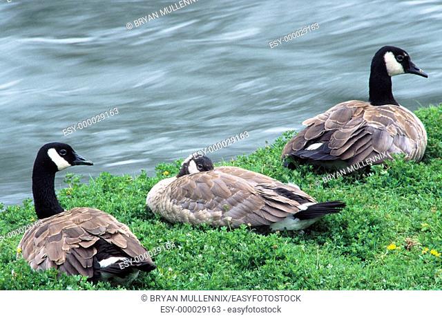 Canadian geese next to water. Willamette Valley. Oregon. USA