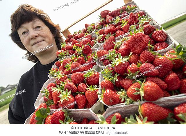 02 May 2019, Hessen, Wallau: A staircase full of freshly picked strawberries brings a woman to the stall next to the field