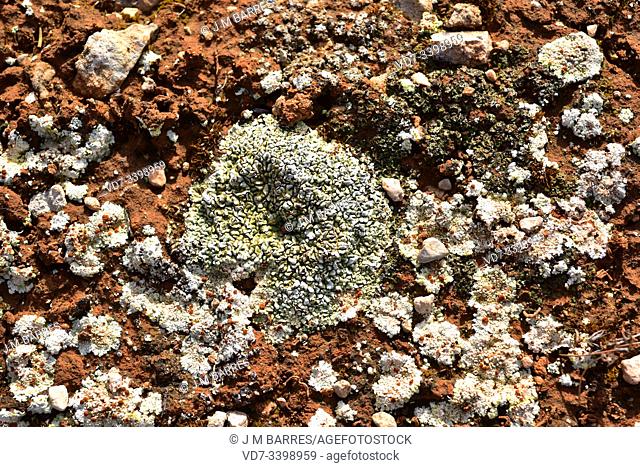 Squamarina cartilaginea (center) and Squamarina lentigera (around) are two squamulose lichens that grows on soil. This photo was taken in L'Ametlla de Mar
