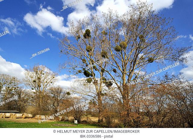 Mistletoe (Viscum album) growing in Poplar Trees (Populus), Dahmen, Mecklenburgische Seenplatte, Mecklenburg-Vorpommern, Germany