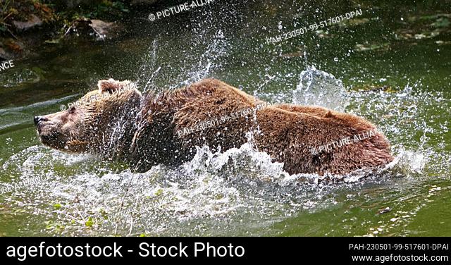 01 May 2023, Saxony-Anhalt, Aschersleben: A brown bear explores the new bear enclosure at Aschersleben Zoo. The bears come from a Swedish zoo that is being...