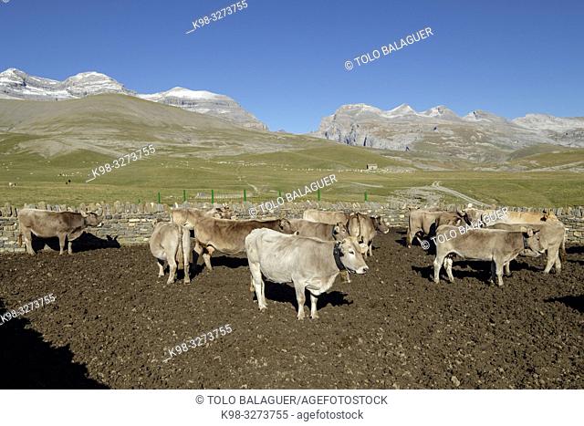 cercado de vacas, Llano Tripals, parque nacional de Ordesa y Monte Perdido, comarca del Sobrarbe, Huesca, Aragón, cordillera de los Pirineos, Spain