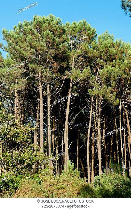 Pine forest, Porto do Son, La Coruna province, Region of Galicia, Spain, Europe