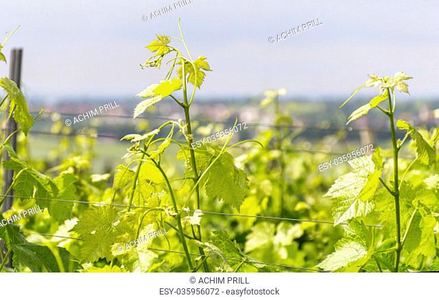 winegrowing detail around loerzweiler in the rhineland palatinate in germany at spring time