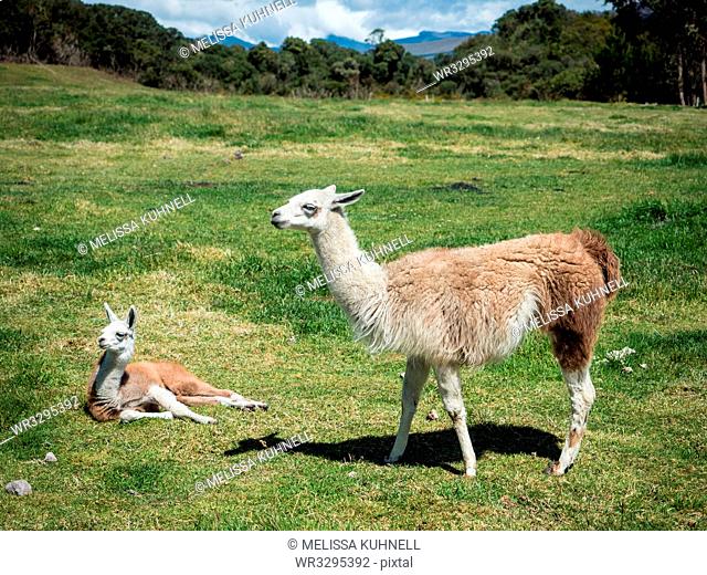 Llamas, Cotopaxi region, Andes mountains, Ecuador, South America
