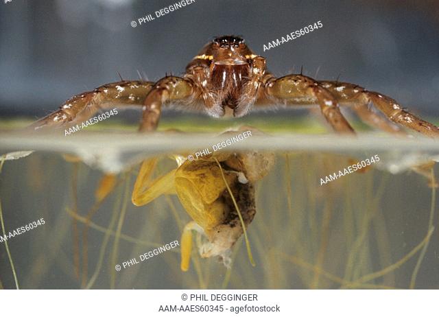 Fishing Spider & Waterbug (Dolomedes sp)