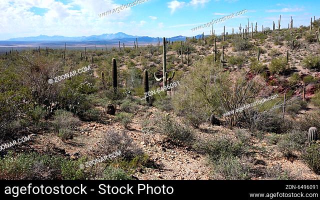 The Arizona-Sonora Desert Museum is a 98-acre (40 ha) zoo, aquarium, botanical garden, natural history museum, publisher, and art gallery founded in 1952