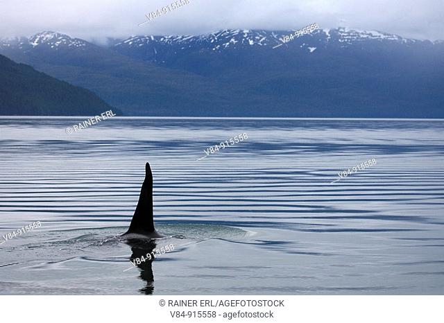 Großer Schwertwal / Orca / Orcinus orca / Alaska, USA