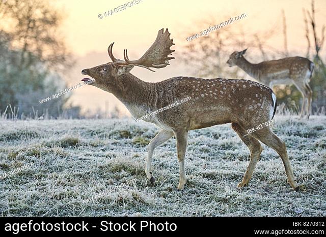 European fallow deer (dama dama) on a frozen meadow in autumn, Bavarian Forest, Bavaria, Germany, Europe