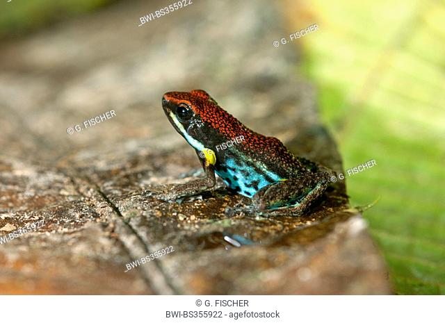 Tropical Frog species (Epipedabates parvulus), on a withered leaf, Ecuador, Tiputini, Yasuni National Park