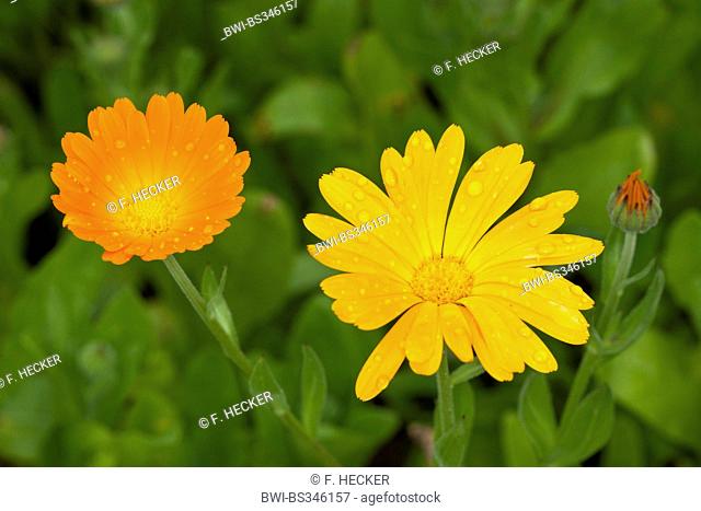 garden-pot marigold (Calendula officinalis), inflorescences