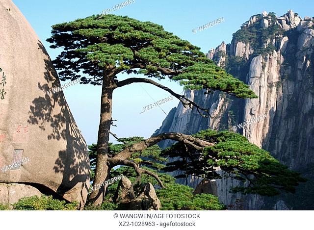 China's anhui province in huangshan mountain scenery, the famous tourist attractions: guest-greeting pine