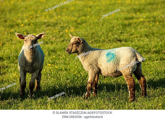 Lambs in South Downs National Park, East Sussex, England