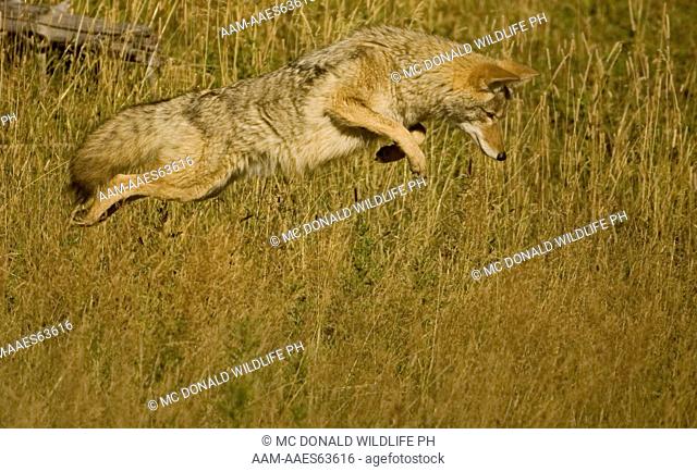 Coyote jumping (Canis latrans) 9/30/2005, mousing or hunting voles in Yellowstone National Park, WYO USA autumn