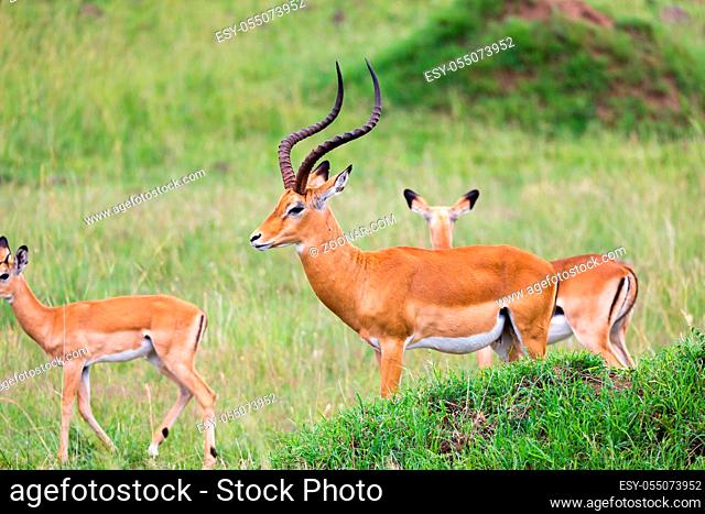 Lot of Impala antelopes in the grass landscape of the Kenyan savanna