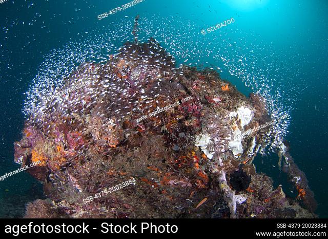 A school of Glassfish, Ambassis sp., surroudning a coral bommie, Taliabu Island, Sula Islands, Indonesia