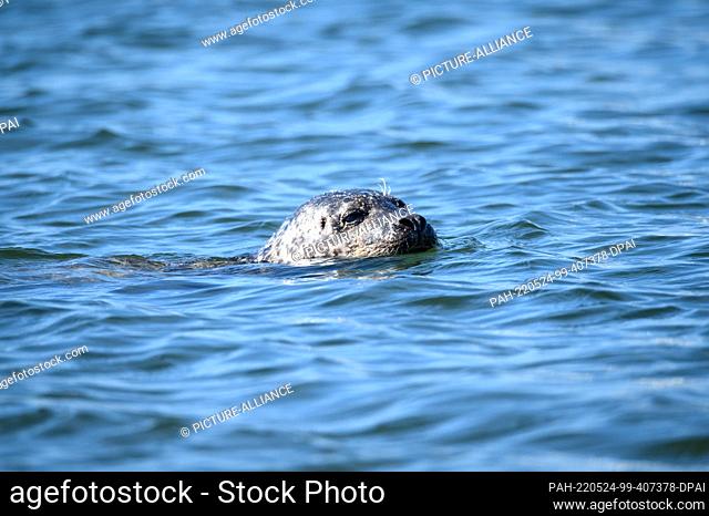 21 April 2022, Denmark, Hvide Sande: A harbor seal (Phoca vitulina) swims with open nostrils in the water at the pier in front of Hvide Sande harbor