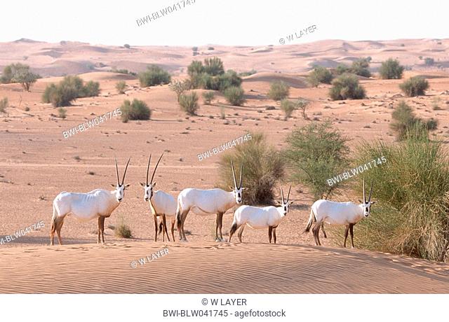 Arabian oryx Oryx leucoryx, herd