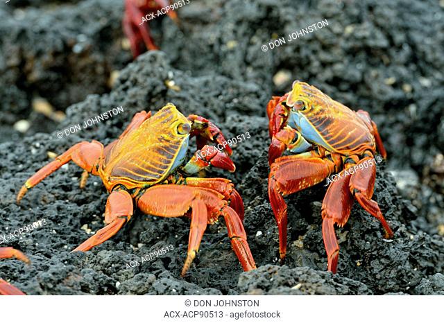 Sally Lightfoot Crab (Grapsus grapsus), Galapagos Islands National Park, Santa Cruz Is., Las Bachas Beach, Ecuador