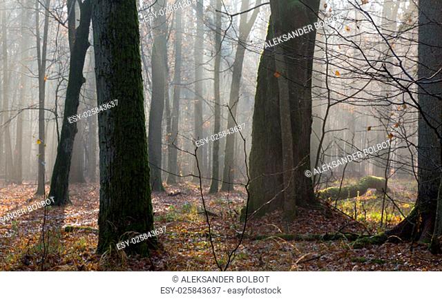 autumnal morning in the forest with mist and old trees in foreground, bialowieza forest, poland, europe
