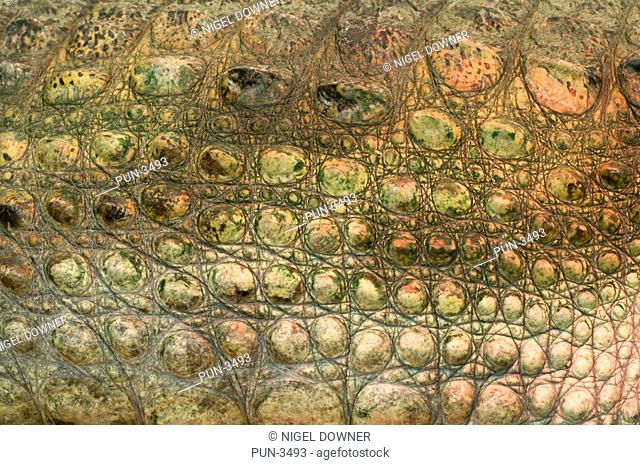Caiman Caiman crocodilus close up of warty skin texture