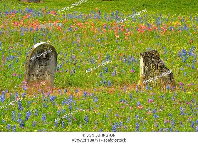 Texas wildflowers in bloom- Paintbrush at the Stockdale cemetary, Stockdale, Texas, USA