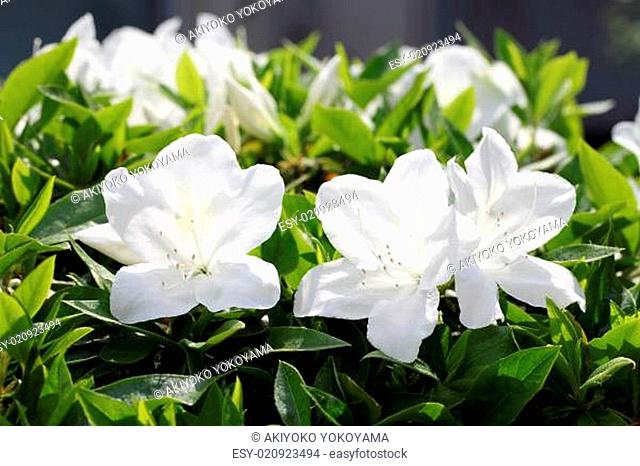 blooming white azalea flowers