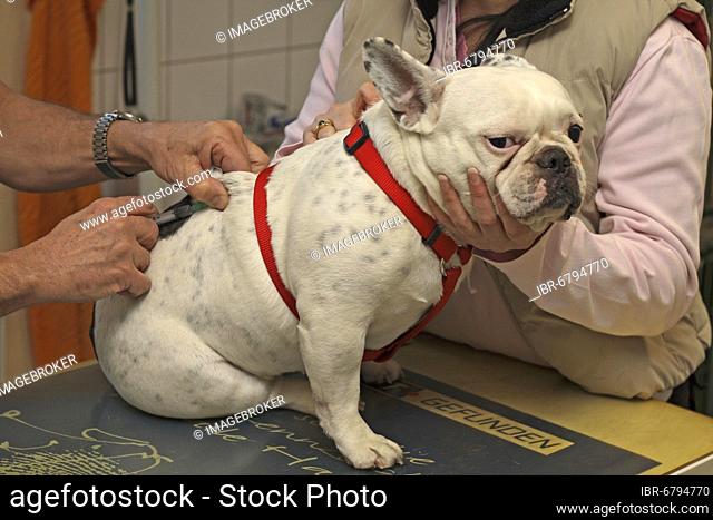 French bulldog at the vet. Gets an injection