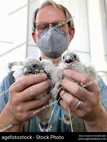08 June 2021, Berlin: Nurse Stefan Krupko holds young kestrels in the water tower of the Vivantes hospital in the Neukölln district, which are to be brought