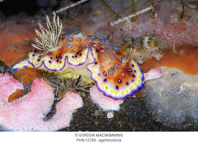 In common with many other nudibranchs this species Chromodoris collingwoodi exhibits a striking if complex colour pattern It feeds on sponges To 100 mm E Indian...