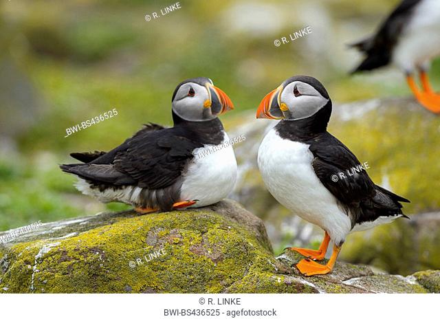 Atlantic puffin, Common puffin (Fratercula arctica), two puffins resting on a rock, United Kingdom, England, Northumberland, Farne Islands
