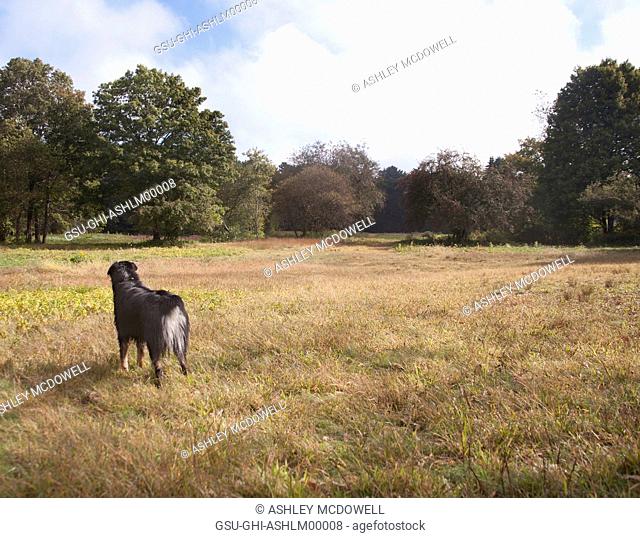 Dog in Rural Field, Rear View