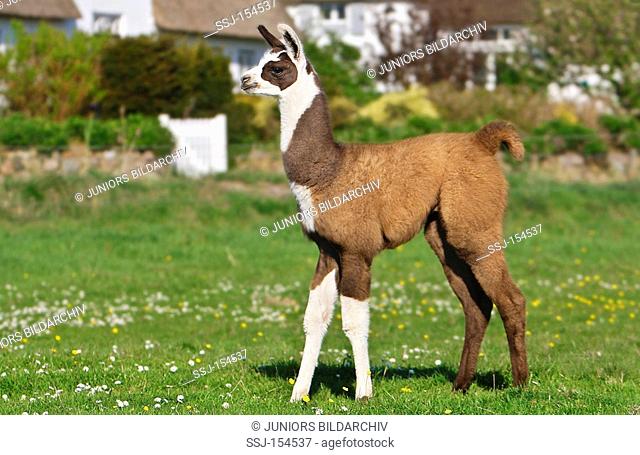 young llama - standing on meadow / Lama glama