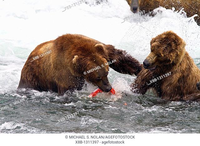 Adult brown bears Ursus arctos disputing fishing rights for salmon at the Brooks River in Katmai National Park near Bristol Bay, Alaska