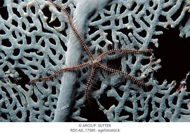 Common Brittlestar on coral Carribean Sea Ophiothrix fragilis
