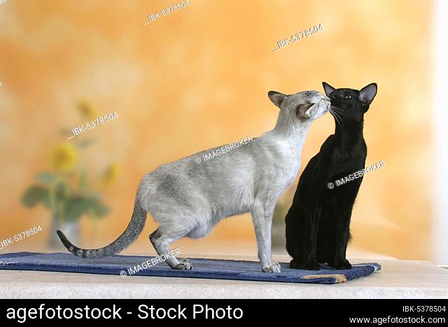 Siamese cat, seal-tortie-tabby-point, and oriental shorthair cat, black, Siamese, Siamese, OKH, oriental shorthair, ebony