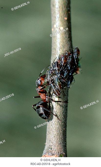 Small Red Wood Ant milking aphids Lower Saxony Germany Formica polyctena side