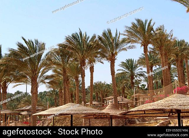 Surroundings of the Hotel in Sharm El Sheikh