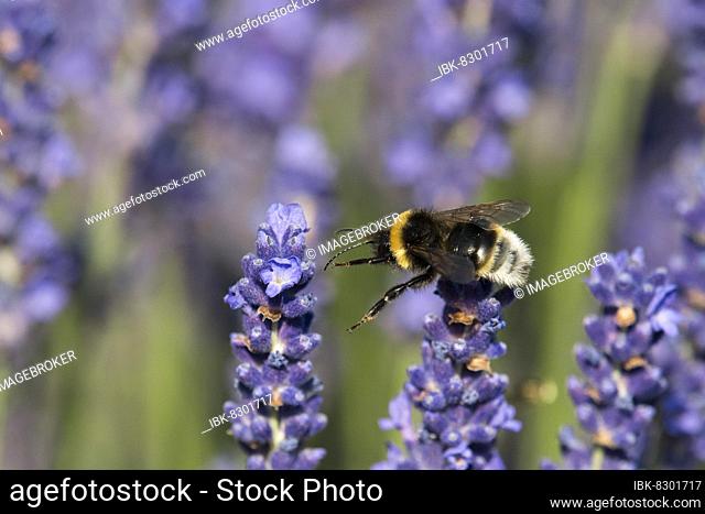 Large earth bumblebee (Bombus terrestris), lavender (Lavandula), Canton Solothurn, Switzerland, Europe