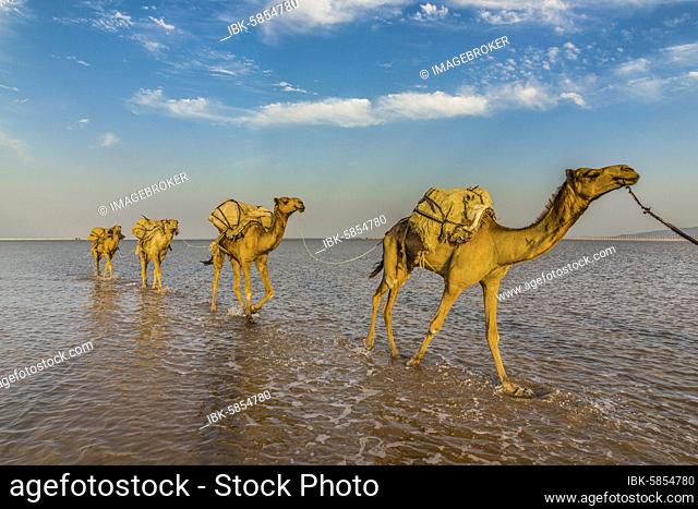 Camels loaded with rock salt plates walk through a salt lake, Danakil depression, Ethiopia, Africa