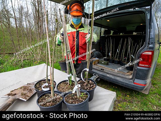 04 May 2021, Saxony, Schkeuditz: Michael Pötzsch, a forest worker from Sachsenforst, provides young ash seedlings for planting in the alluvial forest near...