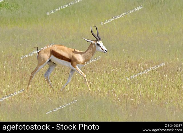 Springbok (Antidorcas marsupialis), adult male, walking in the high grass, Kgalagadi Transfrontier Park, Northern Cape, South Africa, Africa