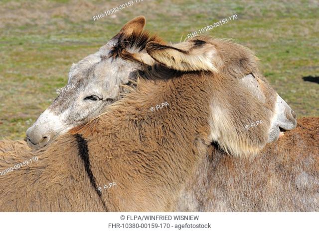 Donkey, two adults, mutual grooming, close-up of heads, Lanzarote, Canary Islands