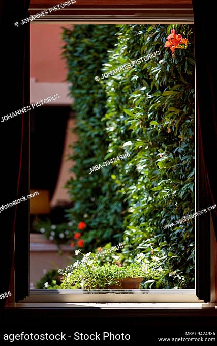 Europe, Italy, Piedmont, Cannero Riviera. The window of a small hotel in the old town gives a view on blooming plants and greened house walls