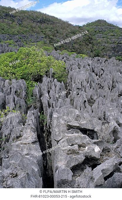 View of tsingy, eroded karst limestone, Ankarana Reserve, Madagascar