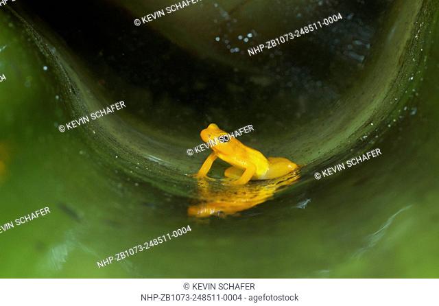 Golden Rocket Frog ( Anomaloglossus beebei), Endemic to giant tank bromeliad plants. Kaieteur Falls, Kaieteur National Park, Guyana