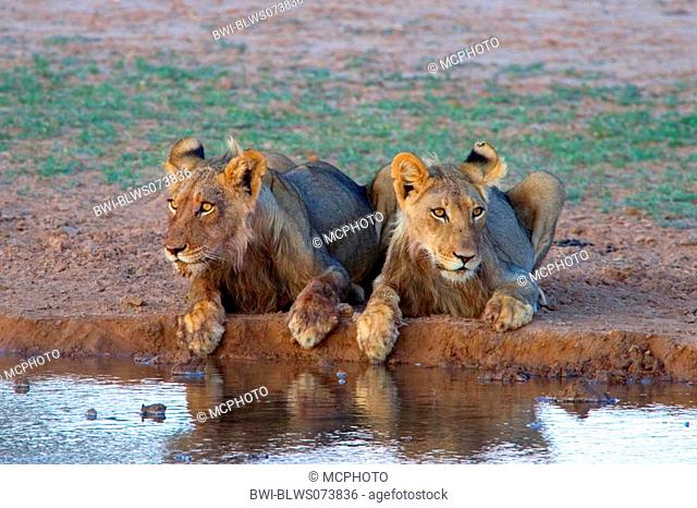 lion Panthera leo, two individuals at waterhole, South Africa