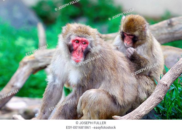 Macaque Snow Monkey's