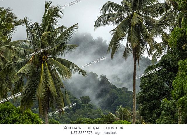 Coconut trees in Telok Melano, Sematan, Sarawak, Malaysia