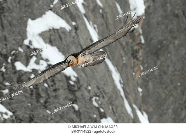Bearded Vulture, also Lammergeier or Lammergeyer (Gypaetus barbatus) in flight past a rock face